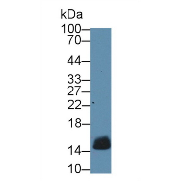 Cytochrome C (CYCS) Mouse Polyclonal Antibody
