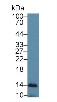 Cytochrome C (CYCS) Rat Polyclonal Antibody