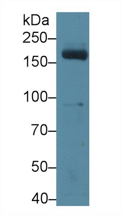 Myeloperoxidase (MPO) Mouse Polyclonal Antibody