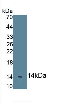Myeloperoxidase (MPO) Pig Polyclonal Antibody