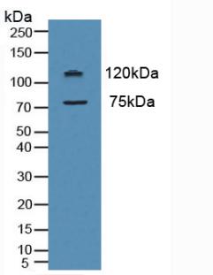 Myeloperoxidase (MPO) Rat Polyclonal Antibody