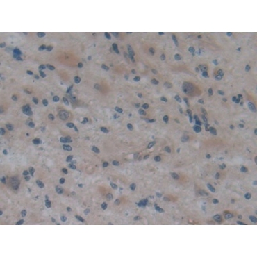 Apolipoprotein A2 (APOA2) Human Polyclonal Antibody