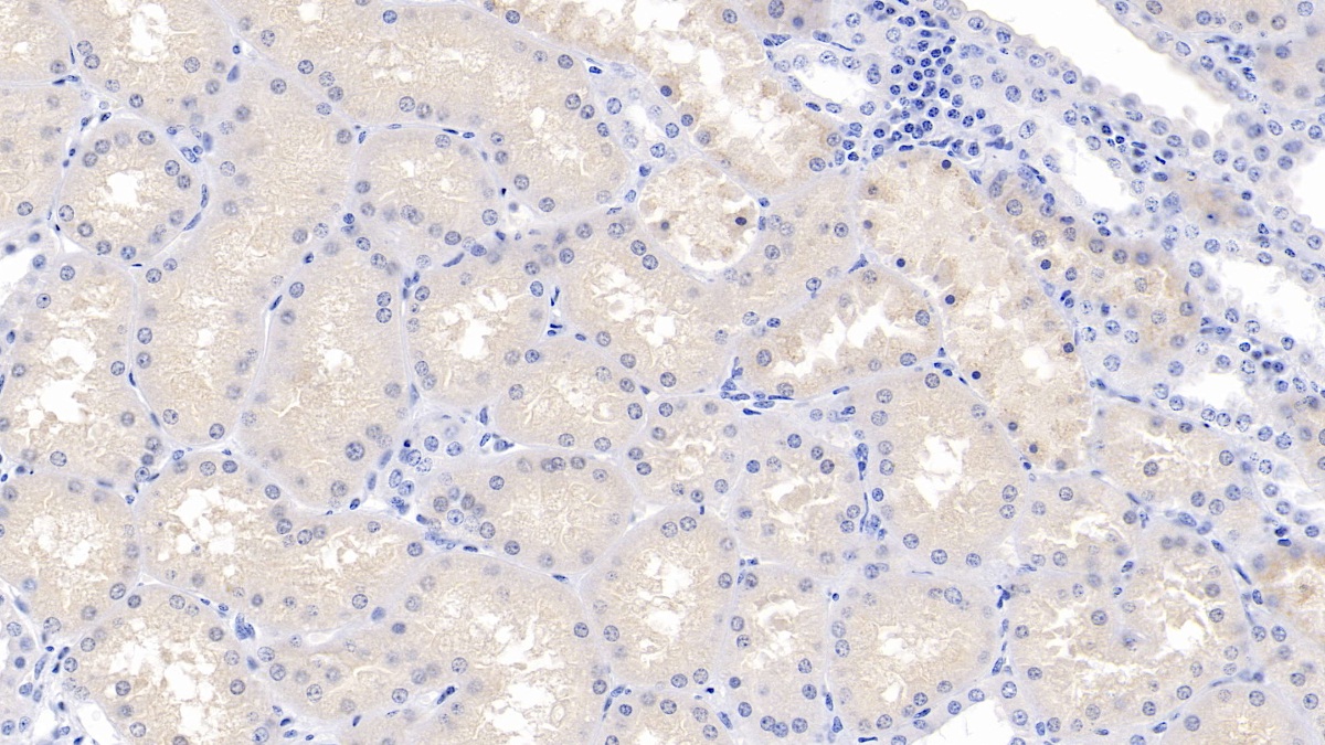 Apolipoprotein A2 (APOA2) Pig Polyclonal Antibody