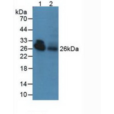 Adiponectin (ADPN) Bovine (Cattle) Polyclonal Antibody