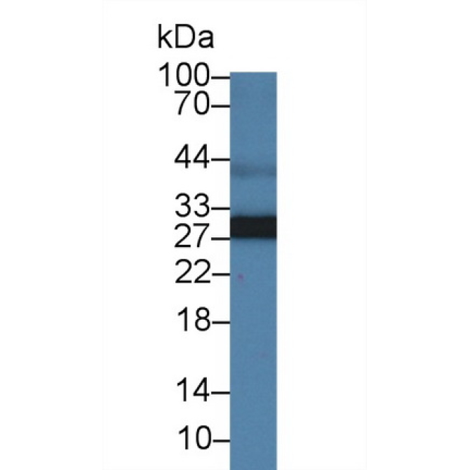 Adiponectin (ADPN) Canis familiaris; Canine (Dog) Polyclonal Antibody