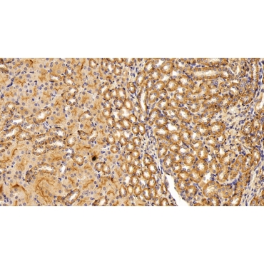 Adiponectin (ADPN) Mouse Polyclonal Antibody
