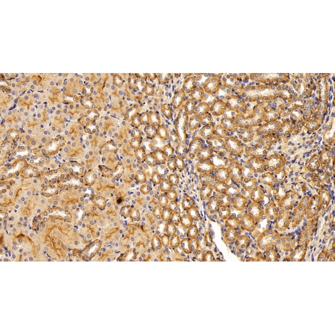 Adiponectin (ADPN) Mouse Polyclonal Antibody