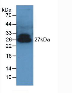 Adiponectin (ADPN) Pig Polyclonal Antibody