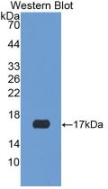 Neuroglobin (NGB) Rat Polyclonal Antibody
