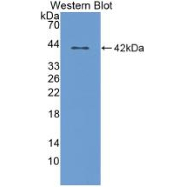 Orexin A (OXA) Mouse Polyclonal Antibody