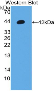 Orexin A (OXA) Rat Polyclonal Antibody