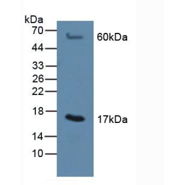 Microsomal Glutathione S Transferase 1 (MGST1) Mouse Polyclonal Antibody