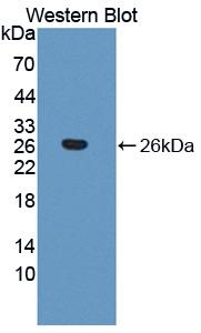 Thrombospondin 1 (THBS1) Bovine (Cattle) Polyclonal Antibody