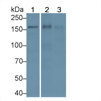 Thrombospondin 1 (THBS1) Mouse Polyclonal Antibody