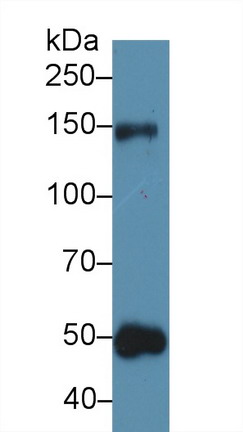 Thrombospondin 1 (THBS1) Rat Polyclonal Antibody