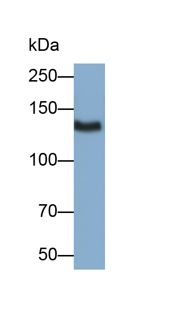 Thrombospondin 1 (THBS1) Rat Polyclonal Antibody