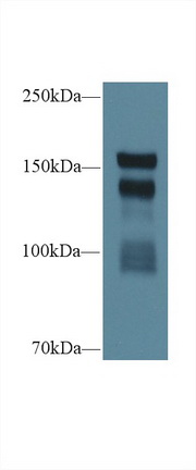 Thrombospondin 1 (THBS1) Rat Polyclonal Antibody