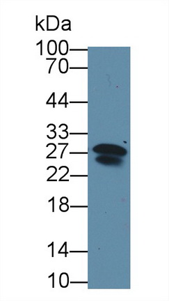 Immunoglobulin Lambda 2 (Igl2) Mouse Polyclonal Antibody