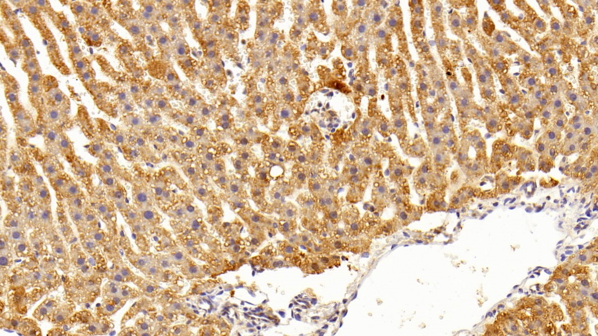 Chemokine C-X-C-Motif Receptor 3 (CXCR3) Rat Polyclonal Antibody