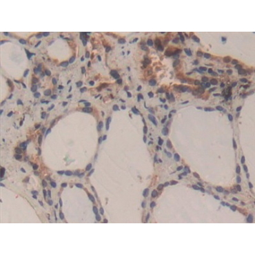 Caspase 3 (CASP3) Human Polyclonal Antibody