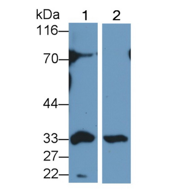 Caspase 3 (CASP3) Mouse Polyclonal Antibody