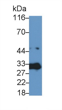 Caspase 3 (CASP3) Rat Polyclonal Antibody
