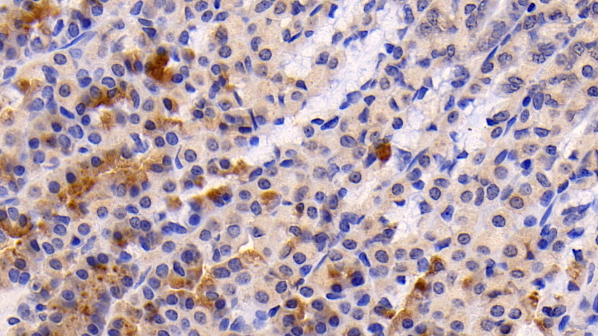 Caspase 3 (CASP3) Rat Polyclonal Antibody