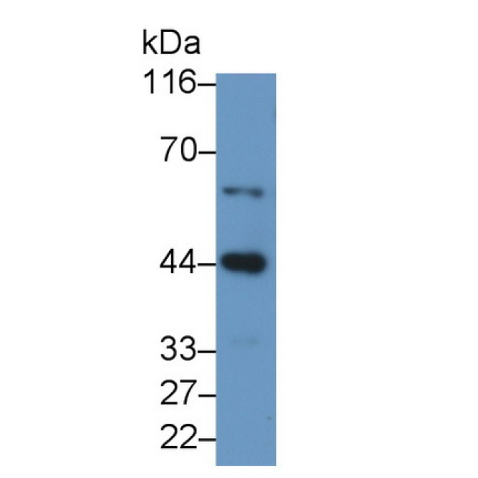 Caspase 9 (CASP9) Human Polyclonal Antibody
