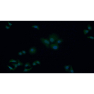 Caspase 9 (CASP9) Human Polyclonal Antibody