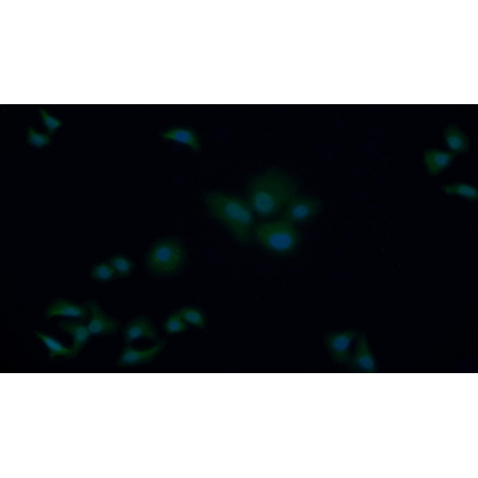 Caspase 9 (CASP9) Human Polyclonal Antibody