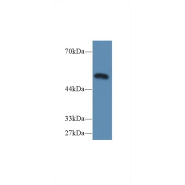 Caspase 9 (CASP9) Mouse Polyclonal Antibody
