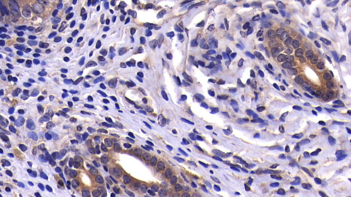 Caspase 9 (CASP9) Rat Polyclonal Antibody