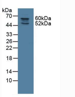 Nitric Oxide Synthase Trafficker (NOSTRIN) Rat Polyclonal Antibody