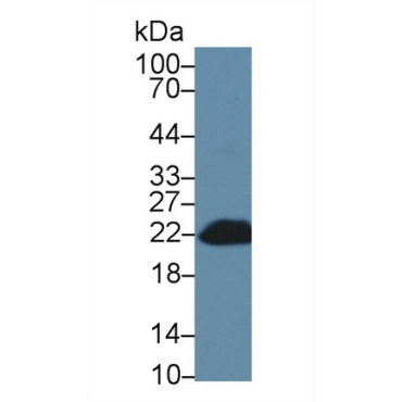 BH3 Interacting Domain Death Agonist (Bid) Mouse Polyclonal Antibody