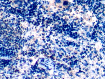BH3 Interacting Domain Death Agonist (Bid) Rat Polyclonal Antibody