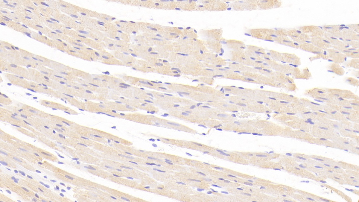 Glycogen Synthase Kinase 3 Alpha (GSK3a) Rat Polyclonal Antibody