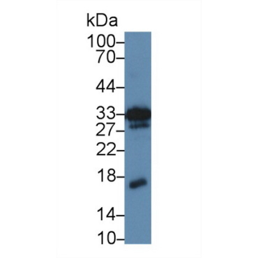 Midkine (MK) Mouse Polyclonal Antibody