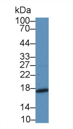 Midkine (MK) Rat Polyclonal Antibody