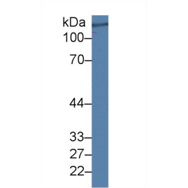 Complement Factor H (CFH) Bovine (Cattle) Polyclonal Antibody