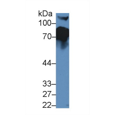 Complement Factor H (CFH) Mouse Polyclonal Antibody