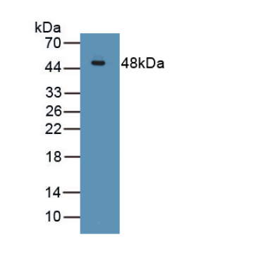 Fibroblast Growth Factor 7 (FGF7) Human Polyclonal Antibody