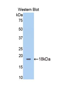Calmodulin (CAM) Rat Polyclonal Antibody