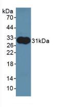 Aldolase A, Fructose Bisphosphate (ALDOA) Rat Polyclonal Antibody
