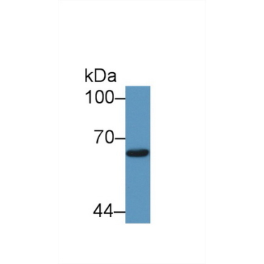 Mothers Against Decapentaplegic Homolog 1 (Smad1) Bovine (Cattle) Polyclonal Antibody