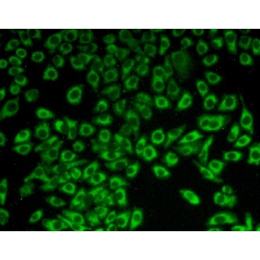 Complement component 1 Q subcomponent-binding protein, mitochondrial (C1QBP) Bovine (Cattle) Polyclonal Antibody