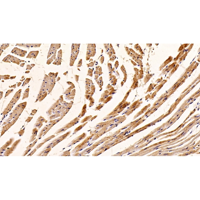 Complement component 1 Q subcomponent-binding protein, mitochondrial (C1QBP) Mouse Polyclonal Antibody