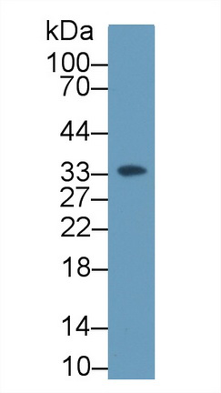 Complement component 1 Q subcomponent-binding protein, mitochondrial (C1QBP) Rat Polyclonal Antibody