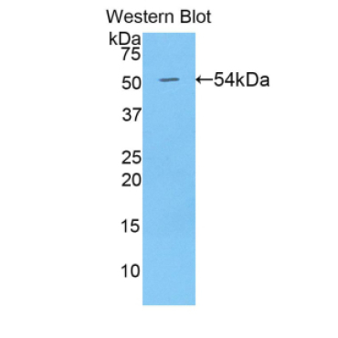 Bone Morphogenetic Protein 1 (BMP1) Human Polyclonal Antibody