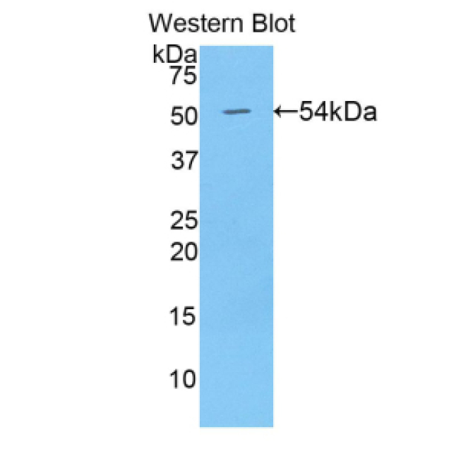 Bone Morphogenetic Protein 1 (BMP1) Human Polyclonal Antibody