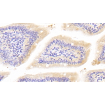 Bone Morphogenetic Protein 1 (BMP1) Mouse Polyclonal Antibody